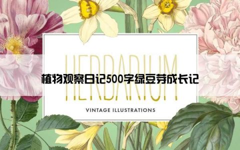 植物观察日记500字绿豆芽成长记