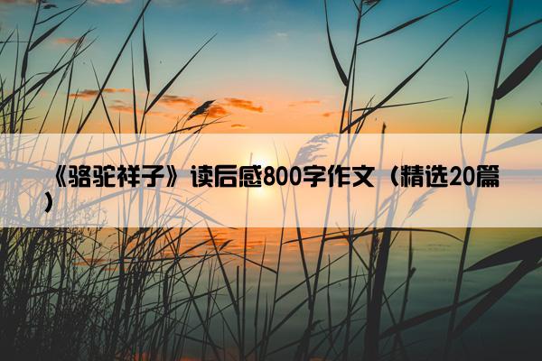 《骆驼祥子》读后感800字作文（精选20篇）