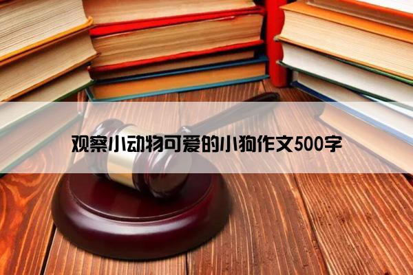 观察小动物可爱的小狗作文500字