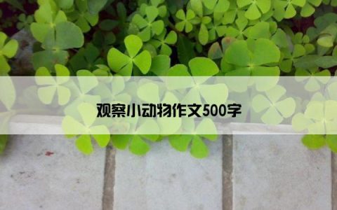 观察小动物作文500字