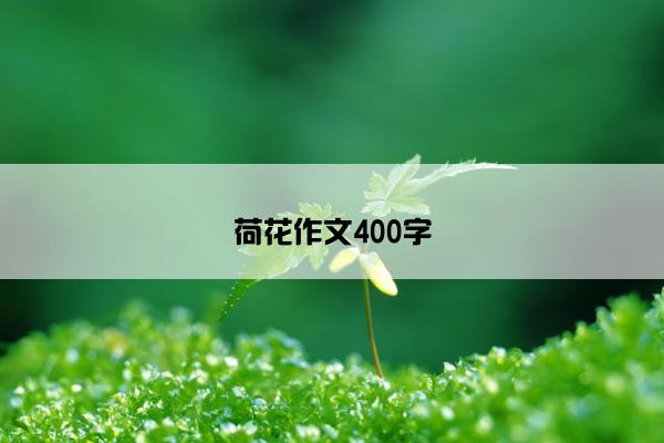 荷花作文400字