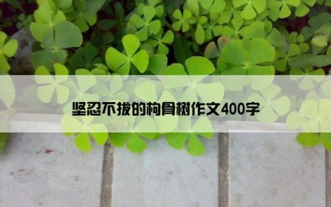 坚忍不拔的枸骨树作文400字
