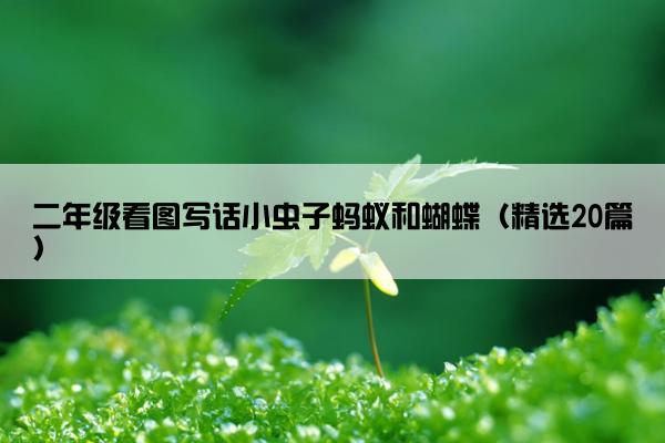 二年级看图写话小虫子蚂蚁和蝴蝶（精选20篇）